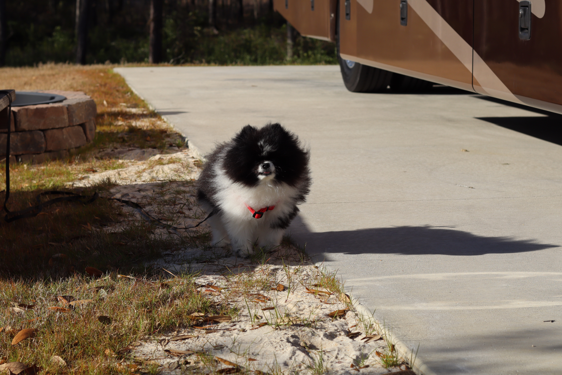 pet friendly rv park south carolina