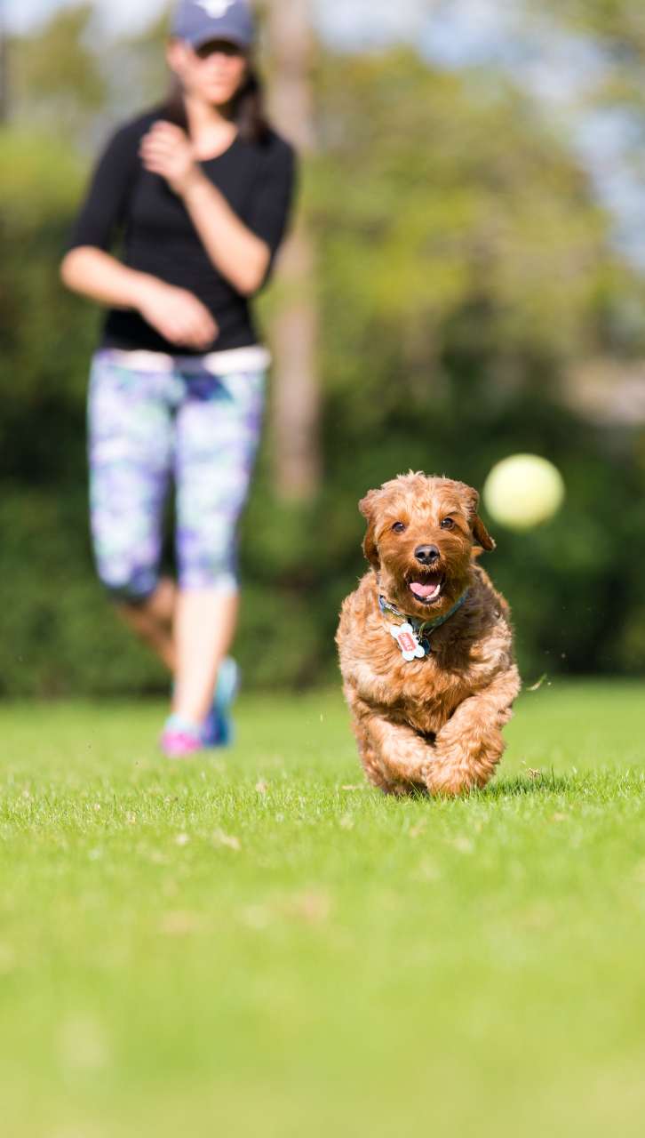 dog park rv park